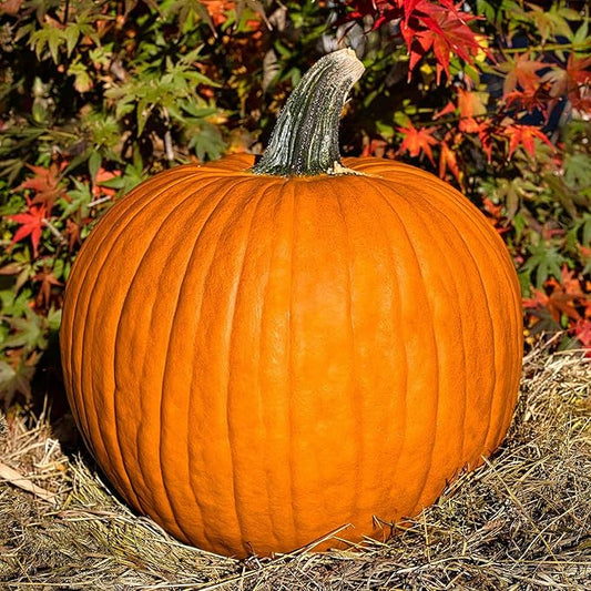 Eden Brothers Pumpkin Seeds - Connecticut Field Non-GMO Seeds for Planting, 1/4 Pound | High-Yielding, Fast Growing Vegetable Seeds, Plant During Warm Season, Zones 3, 4, 5, 6, 7, 8, 9, 10