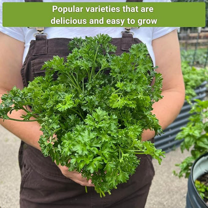 Sow Right Seeds - 5 Herb Seed Collection for Planting - Genovese Basil, Chives, Cilantro, Italian Parsley, and Dill to Plant and Grow a Home Vegetable Garden - Fresh Assortment Herbal Variety Pack