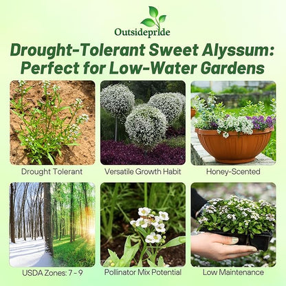 Outsidepride Perennial Sweet Alyssum Seeds - 1/4 lb. White Lobularia Maritima Seeds for Ground Cover, Pollinator-Friendly Gardens, Drought-Tolerant Landscaping, Easy-to-Grow in USDA Zones 7-9
