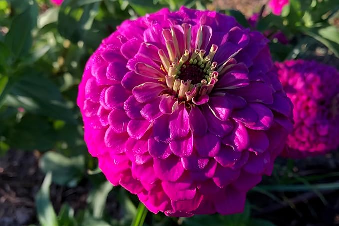 Plant Good Seed Organic Benary's Giant Purple Zinnia Seeds for Planting: Heat Tolerant Summer Flower, Large Purple Blossoms - 100 Seed Packet