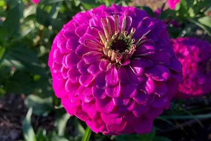 Plant Good Seed Organic Benary's Giant Purple Zinnia Seeds for Planting: Heat Tolerant Summer Flower, Large Purple Blossoms - 100 Seed Packet