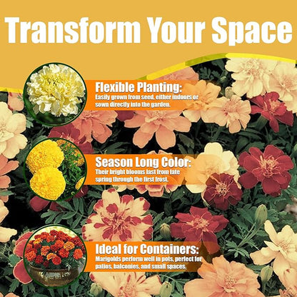 Park Seed Fireball Marigold Flower Seeds – Color-Changing 2.5-Inch Double Blooms from Red to Gold, Compact French Variety for Beds, Containers, and Pest Control – Pack of 25