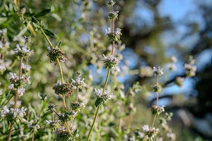 Plant Good Seed Organic Black Sage Seeds for Planting: California Native Plant, Aromatic Dark Green Leaves - 100 Seed Packet