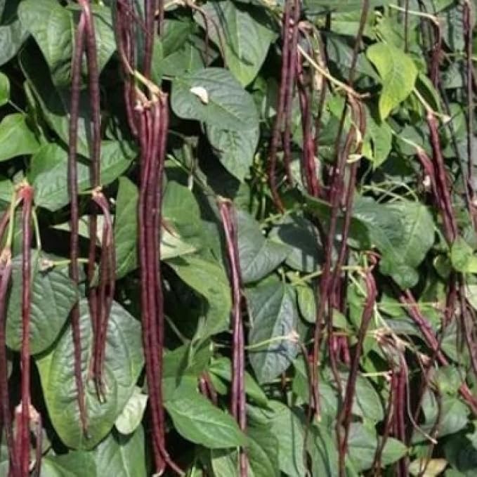 Purple Yard Long Bean Seeds 85+ Seeds, Asian Heirloom Yard Long Beans Seeds, Asparagus Beans Seeds, Phaseolus Vulgaris, Non GMO