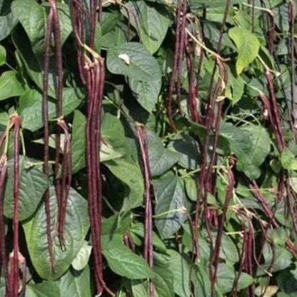 Purple Yard Long Bean Seeds 85+ Seeds, Asian Heirloom Yard Long Beans Seeds, Asparagus Beans Seeds, Phaseolus Vulgaris, Non GMO