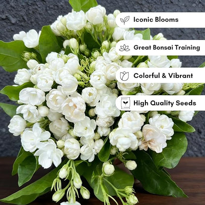 Jasmine Flower Seeds for Planting, 99 Double Jasminum Sambac Seeds, Perennial Flower Plants, Non-GMO Heirloom Climbing Jasmine Seed for Home Garden, Balcony, Vertical Garden Decor