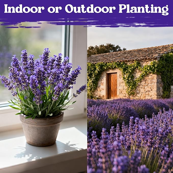 12000+ Perennial Lavender Seeds for Planting - Lavender Munstead Seed Non-GMO Heirloom Seeds Indoor or Outdoor Gardens, Culinary & Fragrant Pollinator Flower
