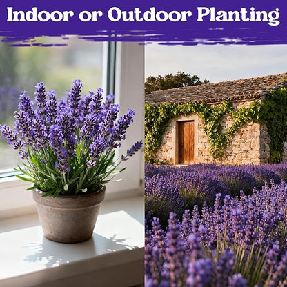 12000+ Perennial Lavender Seeds for Planting - Lavender Munstead Seed Non-GMO Heirloom Seeds Indoor or Outdoor Gardens, Culinary & Fragrant Pollinator Flower