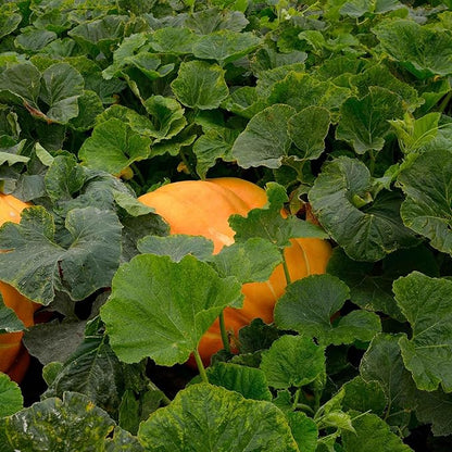 Eden Brothers Pumpkin Seeds - Atlantic Giant Non-GMO Seeds for Planting, 1 Ounce | High-Yielding, Fast Growing Vegetable Seeds, Plant During Warm Season, Zones 3, 4, 5, 6, 7, 8, 9, 10