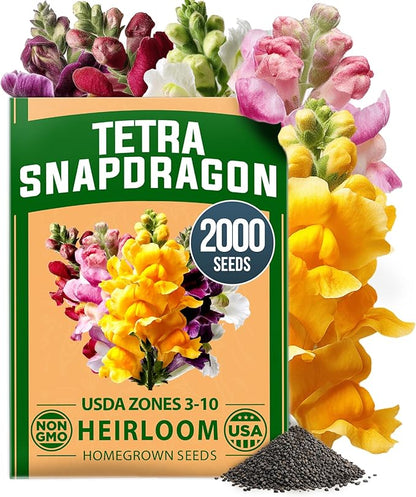 HOME GROWN Snapdragon Seeds Tetra (0.3g) – 2000 Tall Flower Seeds to Plant Outside - Vibrant Perennial Snapdragons Mixed Colors - Cut Flower Seeds for Gardens, Borders, Bouquets (Antirrhinum majus)