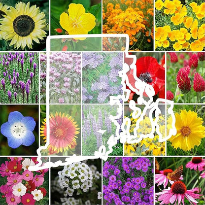 Eden Brothers Rhode Island Wildflower Mixed Seeds for Planting, 1 lb, 480,000+ Seeds with WallFlower, Sunflower | Attracts Pollinators, Plant in Spring or Fall, Zones