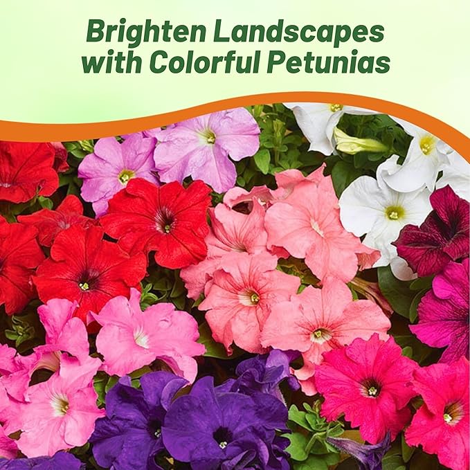 Outsidepride Hybrida Mix Petunia Seeds - 5000 Pcs. Annual, Compact & Versatile Flower Seeds for Planting Low Growing Vibrant Blooms, Ideal for Garden Beds, Hanging Baskets & Container Displays