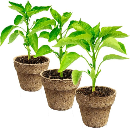 Deepthi 3-Inch Coco Coir Nursery Pots – Pack of 12 Biodegradable Seed Starter Cups – Organic Coir Peat Pots for Seedlings, Herbs, Indoor/Outdoor Gardening – Eco-Friendly Planting Pots