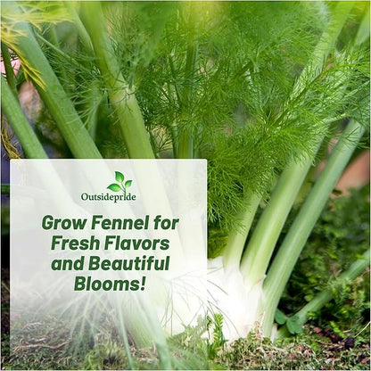 Outsidepride Florence Fennel Seeds - 1 lb. Annual, Pollinator Friendly & Easy to Grow, Herb Seeds for Planting Aromatic & Sweet Yellow Blooms for Versatile Uses & Culinary Creations