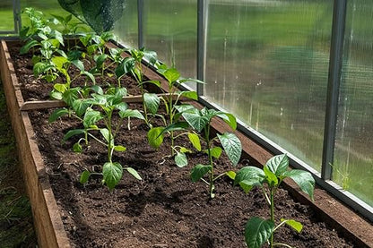 Organic Seedling Fertilizer 1 Gal, CDFA Organic Registered. Plant Care Fertilizer for Vegetable Gardens Like Tomato, Cucumber, Beans, Carrots and All Other Plants