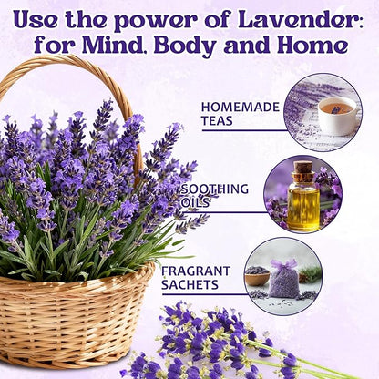 12000+ Perennial Lavender Seeds for Planting - Lavender Munstead Seed Non-GMO Heirloom Seeds Indoor or Outdoor Gardens, Culinary & Fragrant Pollinator Flower
