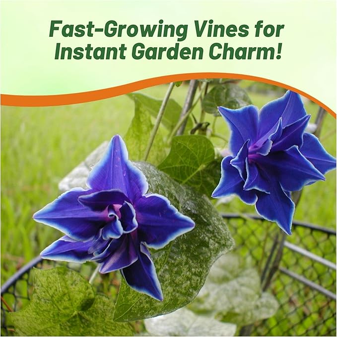 Outsidepride Blue Picotee Morning Glory Seeds - 50 Pcs. Annual, Climbing & Vining Flower Seeds for Planting Large Star-Shaped Blue Blooms, Ideal for Gardens, Trellises & Vertical Landscapes