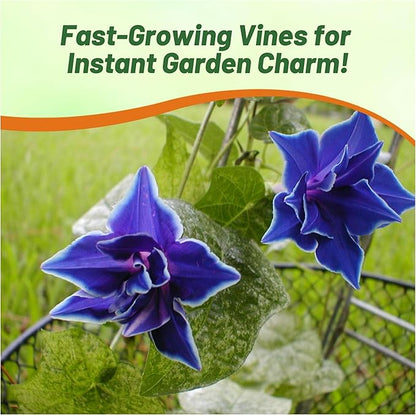 Outsidepride Blue Picotee Morning Glory Seeds - 50 Pcs. Annual, Climbing & Vining Flower Seeds for Planting Large Star-Shaped Blue Blooms, Ideal for Gardens, Trellises & Vertical Landscapes