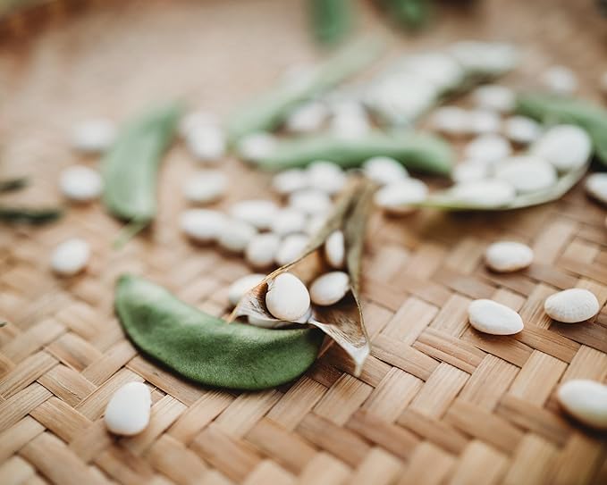 Henderson Bush Lima Bean - 4oz Bulk (~240 Seeds) - Heirloom White Butterbean Variety, USA-Grown, Non-GMO Baby Lima Bean Seeds for Planting Outdoors in The Home Garden, Thresh Seed Company