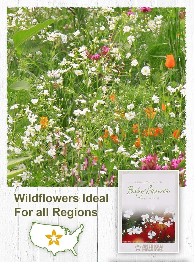 American Meadows Wildflower Seed Packets Baby Shower Party Favors (Pack of 20) - Baby's Breath Wildflower Seed Packet Favors for Baby Showers and Sprinkles, Great Gift for Hostesses