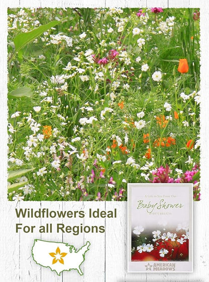American Meadows Wildflower Seed Packets Baby Shower Party Favors (Pack of 20) - Baby's Breath Wildflower Seed Packet Favors for Baby Showers and Sprinkles, Great Gift for Hostesses