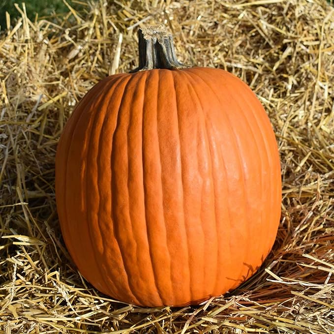 Eden Brothers Pumpkin Seeds - Jack OLantern Non-GMO Seeds for Planting, Packet | High-Yielding, Fast Growing Vegetable Seeds, Plant During Warm Season, Zones 3, 4, 5, 6, 7, 8, 9, 10