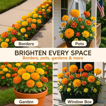 22,500+ Bulk Marigold Seeds Mix Cempasúchil - Tagetes erecta & T. patula｜High Germination Rate, Resealable Pouch, Flower Seeds for Beds, Borders & Companion Planting (2.5oz)