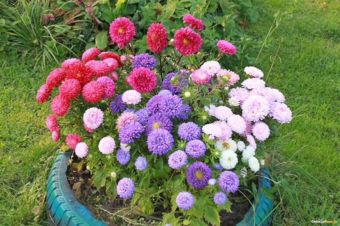 Seeds Aster Dwarf Mix Annual Garden Flowers for Planting