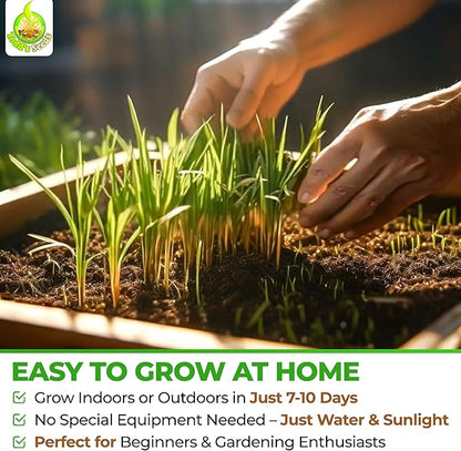 Todd's Seeds Wheatgrass Seeds; Hard Red Winter Wheat, Non-GMO, Chemical Free, High Germination (One Pound)