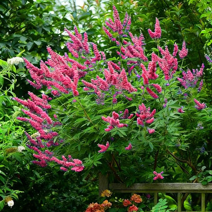 Mix Butterfly Bush Seeds for Planting, 300pcs Butterfly Bush Perennial Flower Seeds Non-GMO Heirloom Rare Herbs Plants, Open Pollinated Beauty Home Garden for Outdoors