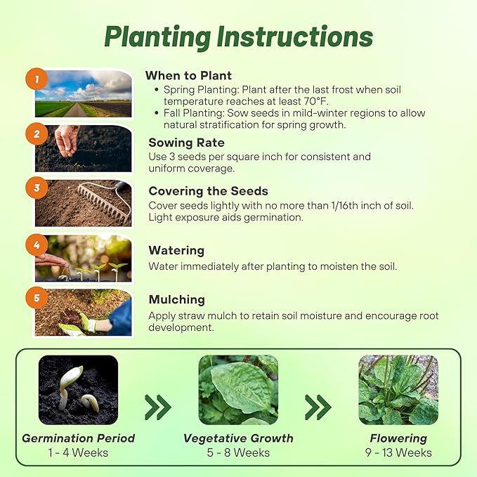 Outsidepride Common Green Plantain Seeds for Planting - 5,000 Pcs Perennial, Easy-to-Grow Herb Seeds for Culinary, Farm & Household Uses, Low-Growing Foliage for Tropical & Subtropical Climates