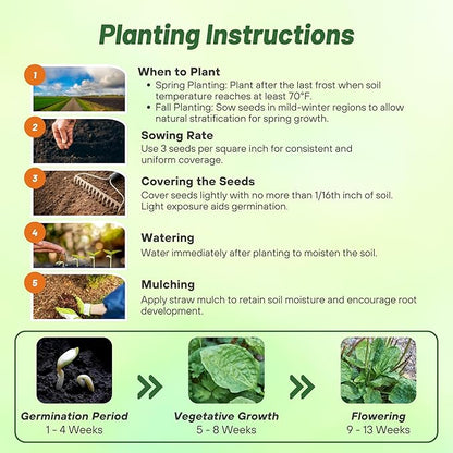 Outsidepride Common Green Plantain Seeds for Planting - 5,000 Pcs Perennial, Easy-to-Grow Herb Seeds for Culinary, Farm & Household Uses, Low-Growing Foliage for Tropical & Subtropical Climates