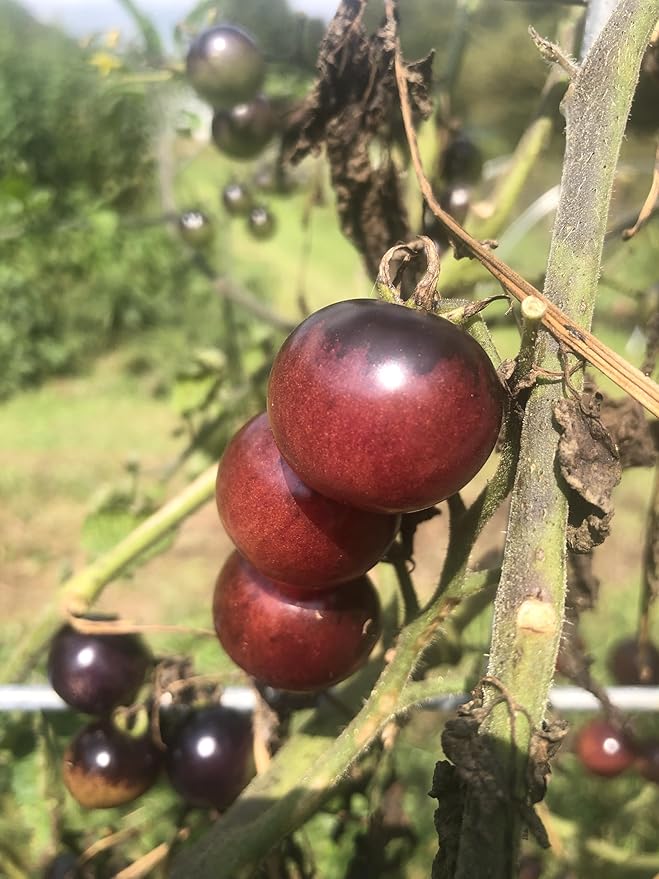 Organic Blueberry Cherry Tomato Seeds (Solanum lycopersicum) 150 Seeds (0.5 Grams) - Cotton Candy Heirloom Tomato Seeds by Smoke Camp Crafts