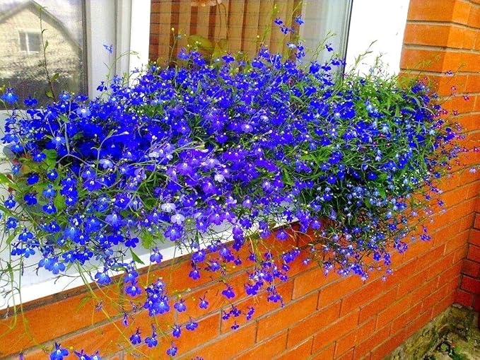 Seeds Blue Lobelia Cascade 1000+ Seeds to Grow Compact Plant Groundcover
