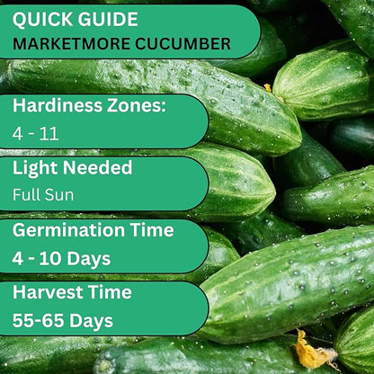 Marketmore 76 Cucumber Seeds – Heirloom Non-GMO Slicing Cucumbers, Disease-Resistant Garden Variety | Woods Creek Seeds