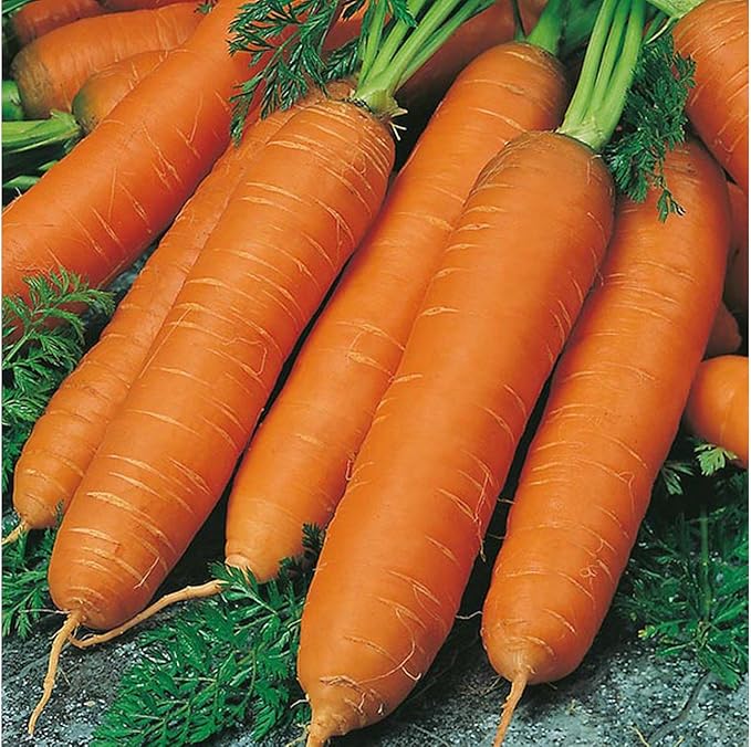 Seeds Carrot Red Giant Heirloom Vegetable Non GMO