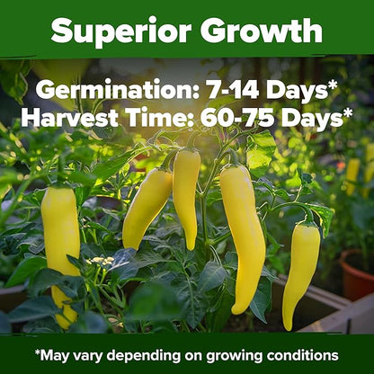 HOME GROWN Non GMO Banana Pepper Seeds Pack 94 Heirloom Vegetable Seeds High Germination Sweet Peppers for Planting Indoors or Outdoor Garden (Capsicum annuum) (1pack)