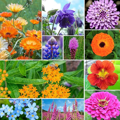 Wildflower Seeds Hummingbird and Butterfly Mix 1 Ounce, No Filler, 24 Varieties Flowers Seeds to Plant Outside, Annual Perennial, Bulk Resealable Package