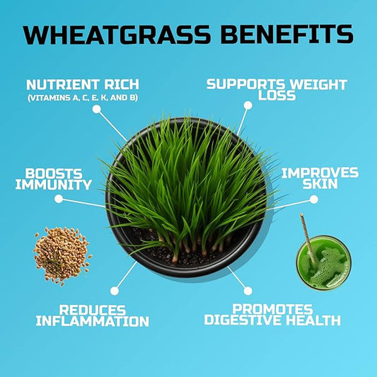 Wheatgrass Seeds | Non GMO | Grown in USA Wheat Grass Seeds | from Our Farm to Your Table (2 Pound)