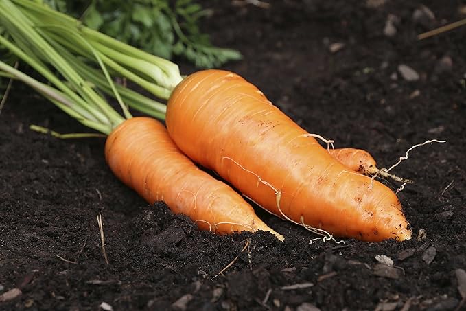 Seeds Carrot Red Giant Heirloom Vegetable Non GMO
