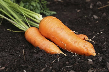 Seeds Vegetable Carrot Red Giant - 1000 Seeds