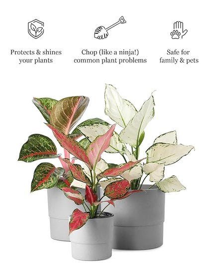 Plant & Leaf Spray – Non-Toxic Leaf Shine & Protector | Eco-Friendly, Safe for Indoor Plants | Handcrafted, Women-Owned, 3rd Generation Recipe | Plant-Based Formula with Gentle Silicone