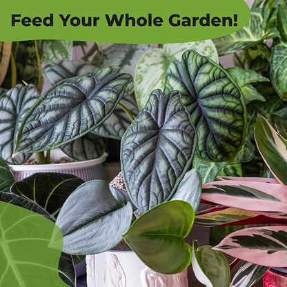 Alocasia Food Mist by Perfect Plants | Spray Plant Fertilizer Liquid for Indoor Houseplants | Nutrient Rich Foliage Booster (8 fl oz)