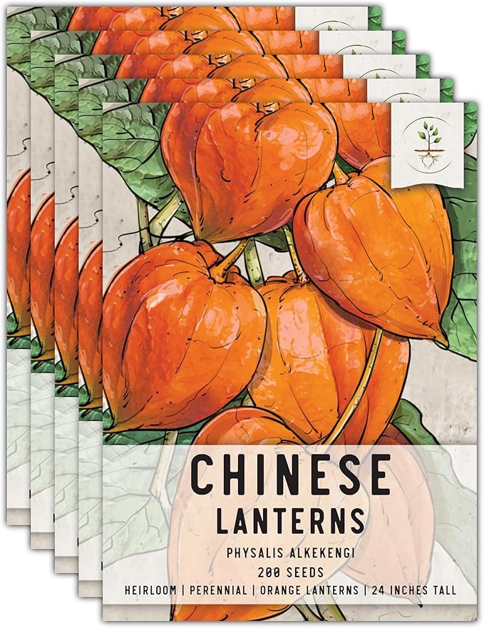 Seed Needs Chinese Lantern Seeds for Planting (Physalis Alkekengi) Heirloom & Open Pollinated Orange Ornamental Husk Cherries - Annuals to Plant an Outdoor Garden (5 Packs)