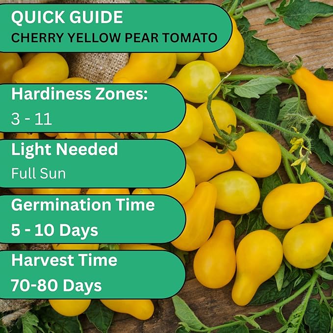 Yellow Pear Cherry Tomato Seeds – Heirloom Non-GMO Indeterminate Tomatoes for Planting Outdoors & Patio Gardens | Woods Creek Seeds