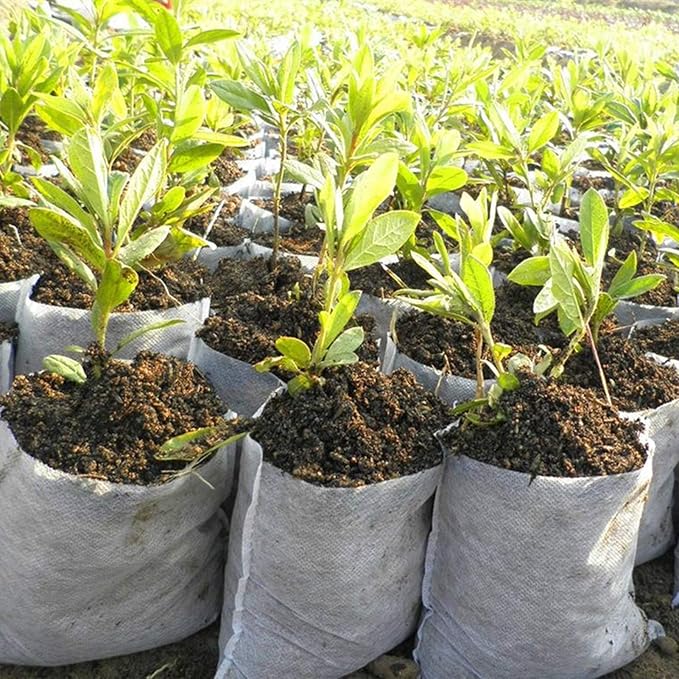 Tarklanda 200pcs Nursery Bags Plant,Biodegradable Non-Woven Plant Nursery Bags Plant Fabric Seedling Pots Bags Plants Home Garden Supply (6.2x7.1)