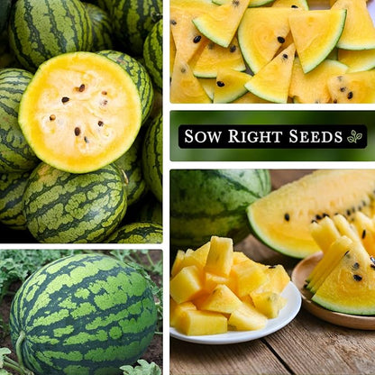Sow Right Seeds - Yellow Crimson Sweet Watermelon Seed for Planting - Non-GMO Heirloom Packet with Instructions to Plant a Home Vegetable Garden - Rare Yellow Flesh Melon with Sweet Flavor (2)