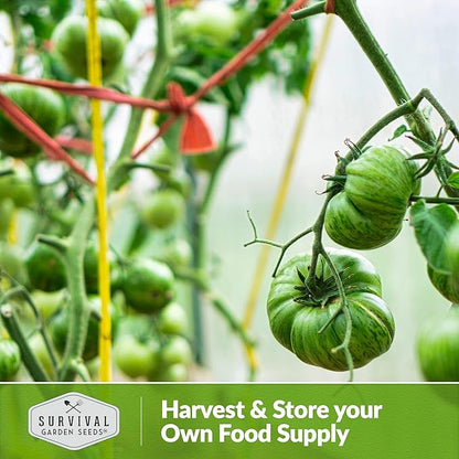 Aunt Ruby’s German Green Tomato Seeds for Planting – Heirloom Indeterminate Variety with Sweet Flavor – Non-GMO Open-Pollinated Green-When-Ripe Tomatoes – Survival Garden Seeds (2 Pack)