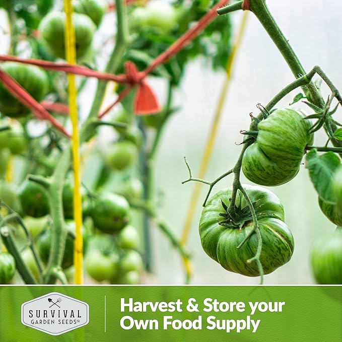 Aunt Ruby’s German Green Tomato Seeds for Planting – Heirloom Indeterminate Variety with Sweet Flavor – Non-GMO Open-Pollinated Green-When-Ripe Tomatoes – Survival Garden Seeds (3 Pack)