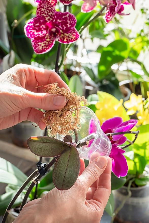 Better-Gro Sphagnum Moss - 100% Natural, Long-Fiber Moss for Orchids, Ferns, and Host & Better-Gro Special Orchid Mix - Premium Grade Orchid Bark Potting Mix for Potting, Repotting, Enhanced